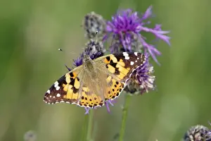 Knapweed Prints: Butterfly, Painted Lady - feeding on knapweed flower, Lower Saxony, Germany