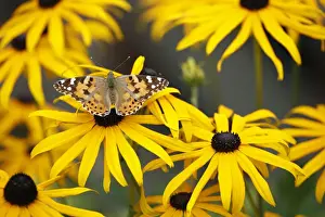 Butterfly, Painted Lady - feeding on Rudbekia flowers in garden, Lower Saxony, Germany
