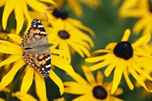 Butterfly, Painted Lady - feeding on Rudbekia flowers in garden, Lower Saxony, Germany