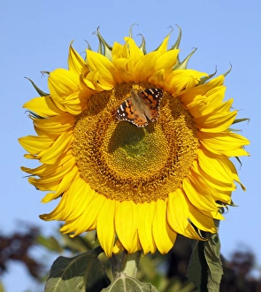 Butterfly, Painted Lady - feeding on sunflower head, Lower Saxony, Germany