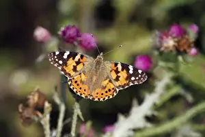 Thistle Prints: Butterfly, Painted Lady - feeding on thistle flowers, Lower Saxony, Germany