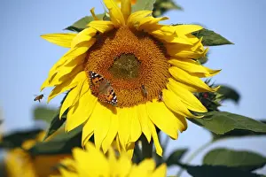 Painted Lady Prints: Butterfly, Painted Lady and Honey Bees (Apis mellifera) - feeding on sunflower head