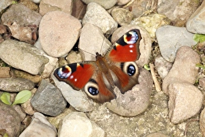 Butterfly, Peacock - resting on gravel path in garden, sun-basking Butterfly, Peacock - resting on gravel path in garden, sun-basking