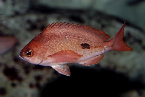 Images Dated 10th April 2010: Butterfly Perch. Eastern Indian Ocean, South West Pacific