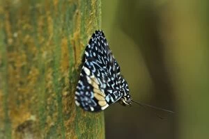 Images Dated 28th January 2012: butterfly, Red Cracker, Rio Claro Reserve, Reserva
