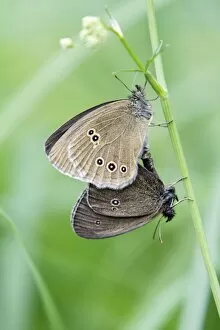 Butterfly, Ringlet - pair mating, perched on grass stalk