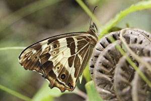 Images Dated 22nd March 2006: Butterfly Satyrinae Chirripo Nationalpark, Costa Rica