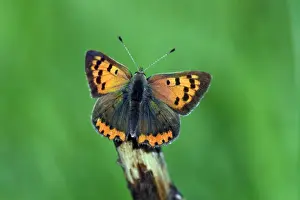 Butterfly, Small Copper - resting on stick, Hessen, Germany