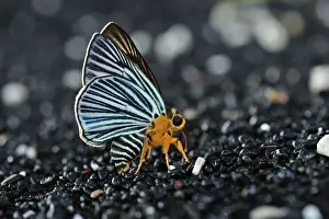 Medicinal Prints: Butterfly sucking minerals on sand - Tangkoko Nature Reserve - North Sulawesi - Indonesia