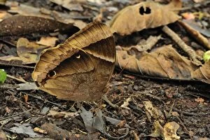 Butterfly (Thaumantis klugius candika)