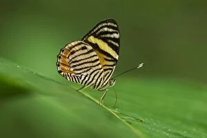 Images Dated 28th January 2012: butterfly, Tiger Beauty, the only member of its