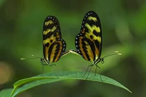 butterfly, Variable Tigerwing, mating, Rio Claro
