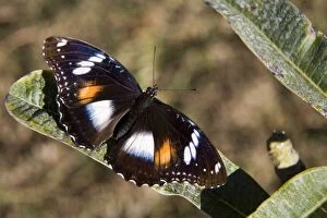 Images Dated 14th July 2007: Butterfly - Varied Eggfly / Common Eggfly / Blue Moon Varied Eggflies belong to the family