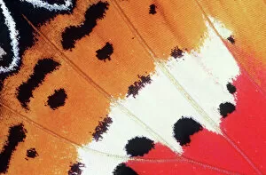 Colour Gallery: BUTTERFLY WING - close-up of wing