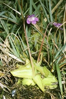 Images Dated 7th March 2006: Butterwort