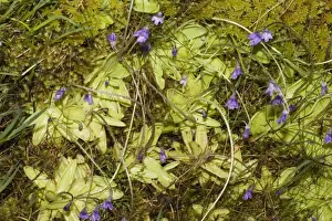 Insectivorous Prints: Butterwort - an inconspicous insectivorous plant in flower Ben Eighe National Nature Reserve