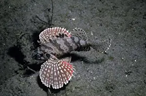 Seabed Prints: Buttetfly Wing Scorpionfish - this fish can not be found in any scientific book