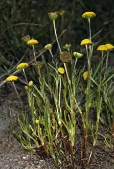 Button Prints: Button Weed / Water Buttons