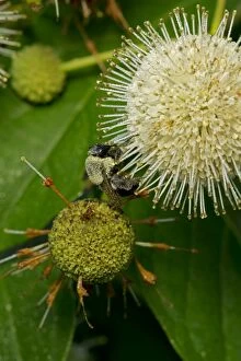 Buttonbush with Bumblebee seeking nectar