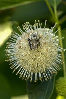 Buttonbush with Bumblebee seeking nectar and carrying pollen