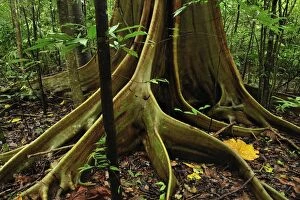 Buttress root - Red-Stem Fig Tree