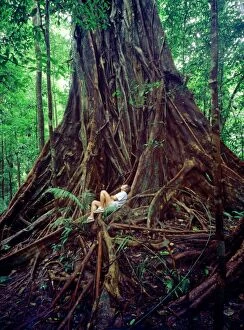 Buttress Gallery: Buttress Roots of tree in Queensland Rainforest