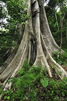 Buttress tree trunk