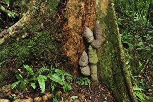 Images Dated 14th December 2008: Buttressed tree with Phallus Termite - Gunung Leuser National Park - Bukit Lawang - Sumatra