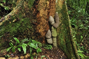 Images Dated 14th December 2008: Buttressed tree with Phallus Termite - Gunung Leuser National Park - Bukit Lawang - Sumatra