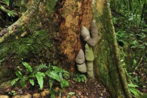 Sumatra Prints: Buttressed tree with Phallus Termite - Gunung Leuser National Park - Bukit Lawang - Sumatra - Indonesia