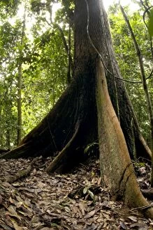 Images Dated 31st August 2007: A buttressed tree trunk, typical in primary rainforest of river Danum Valley Conservation Area