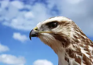 Buzzard