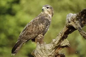 Buzzard GET 368 Falconers Bird, Lincolnshire England Buteo buteo © Geoff Trnder / ARDEA LONDON