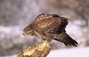 Images Dated 5th May 2005: Buzzard - calling