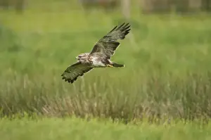 Buzzard - calling in flight Mid Wales BI003081