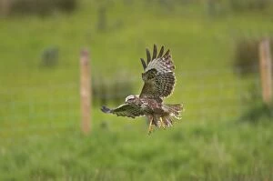 Buzzard - coming in to land in field
