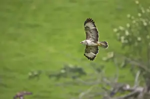 Buzzard - in flight Mid Wales BI003074