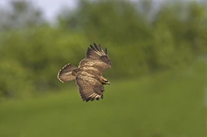 Images Dated 24th September 2005: Buzzard - in flight Mid Wales BI003087