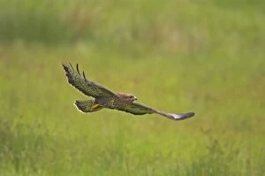 Images Dated 24th September 2005: Buzzard - in flight Mid Wales BI003092