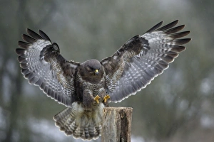Buzzard - Landing on field post in winter