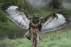 Buzzard - Landing on post Lower Saxony, Germany