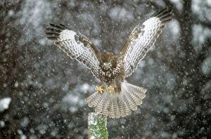 Buzzards Collection: Buzzard - landing on post in snow shower