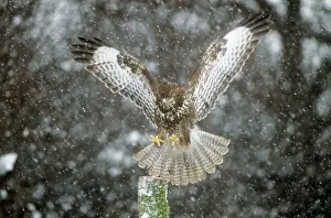 Landing Prints: Buzzard - landing on post in snow shower
