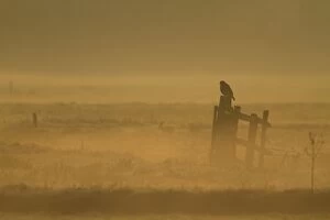 Images Dated 18th April 2011: Buzzard perched on fence post in open farmland in