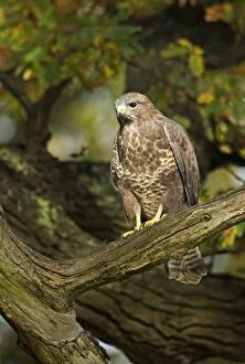 Buzzard - perched in old oak tree in early morning sunshine - November