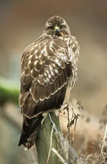 Buzzards Prints: Buzzard - perched on post
