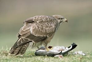 Buzzard - at pigeon prey