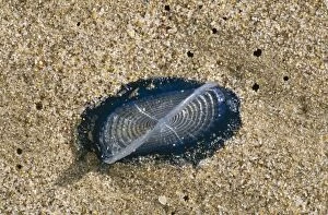 Images Dated 27th September 2004: By-the-wind Sailors Jellyfish Washed up, N. W. Sardinia