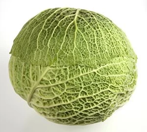 Images Dated 22nd April 2010: Cabbage
