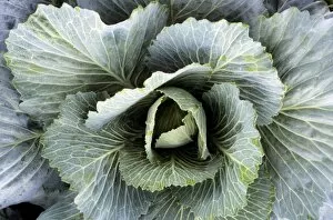 Cabbages Gallery: Cabbage